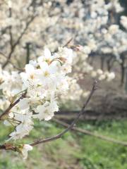 藍精靈藍莓莊園