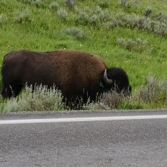 Mammoth Hot Springs Dining Room 여행 사진