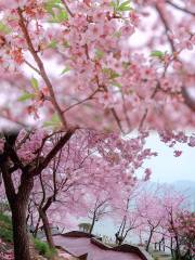 十里櫻花園