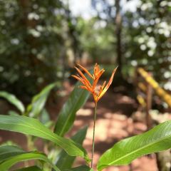 iswara ayurvedic villiage spice garden User Photo