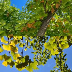 chunsheng User Photo