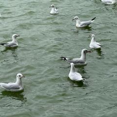 CHEN NIANG NIANG User Photo