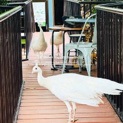 ThaiWan-Thai灣(ไทยหวัน) User Photo