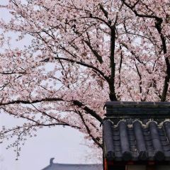 ou yun 여행 사진