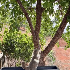 花間映月民宿·餐廳張用戶圖片