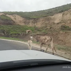 高胡赛东乡人家 User Photo