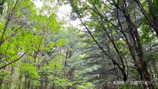 Nanshan Forest Park