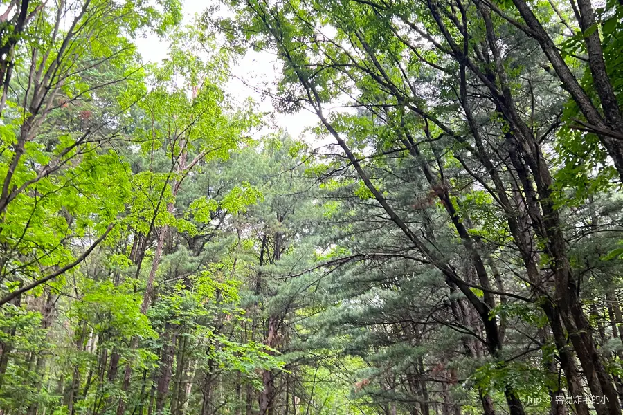 南山森林公園