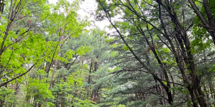 興安國家森林公園（伊美區南山公園）-南山森林公園
