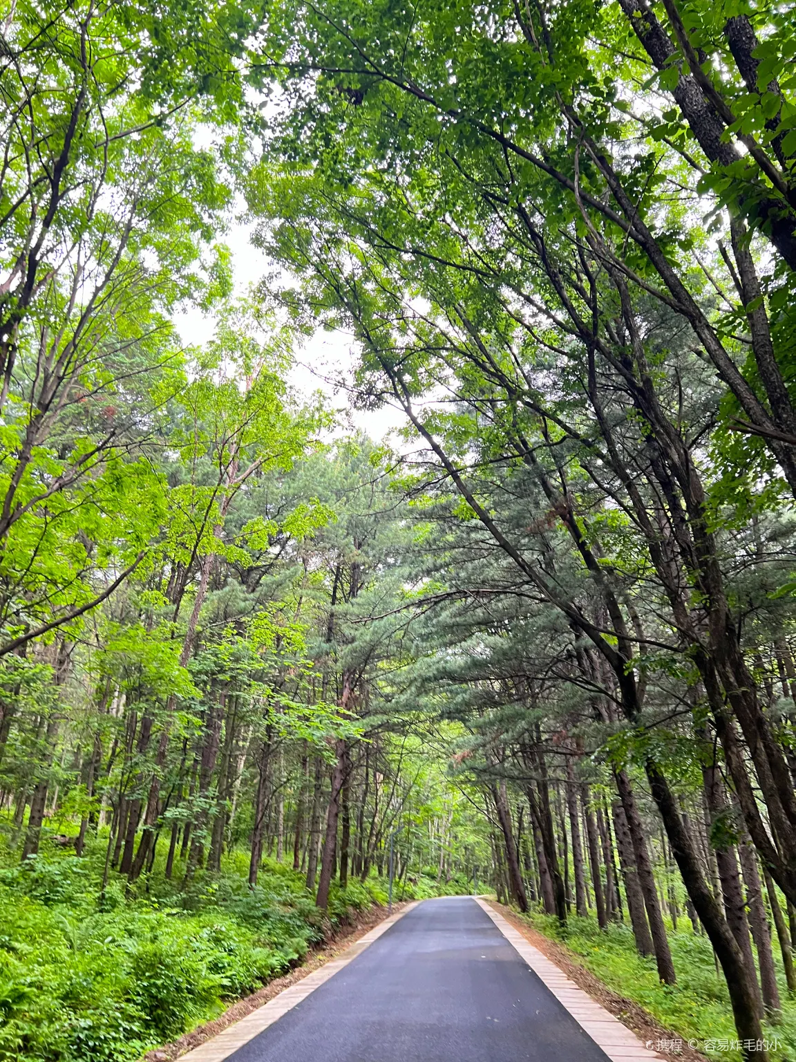 Nanshan Forest Park