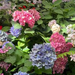 Manor Blanc User Photo