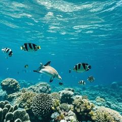 PINXIAN HAIJING User Photo