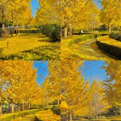 AWU YELLOW RIVER COMMON CARP User Photo