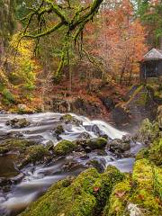 Perthshire Wildlife