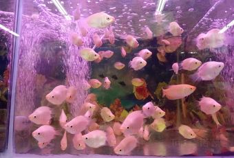 肯德基(大唐大润发店) User Photo