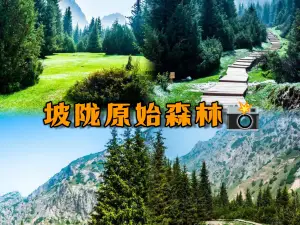 Polong Primeval Forest Scenic Area