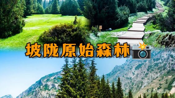 Polong Primeval Forest Scenic Area