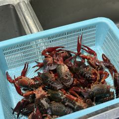 老友虾王 User Photo