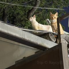 YAN WHISKY BAR User Photo