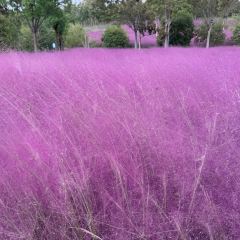 杜家土菜馆(长兴店) User Photo