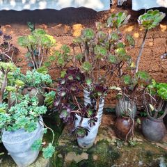 喜宝赏饭 User Photo