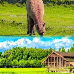 張慶明羊肉火鍋張用戶圖片
