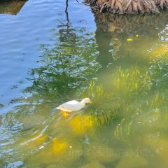 PURPLE MOUNTAIN GARDEN User Photo