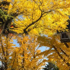 杨记灌肠(食品街店) User Photo