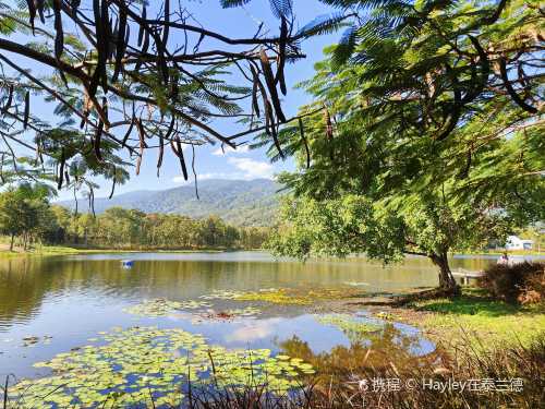 Fernpresso At Lake