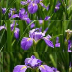 煎茶张血旺总店 User Photo