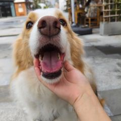 糊司令小笼店 User Photo