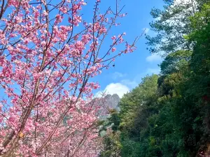 Yinna Mountain Cherry Blossom Garden