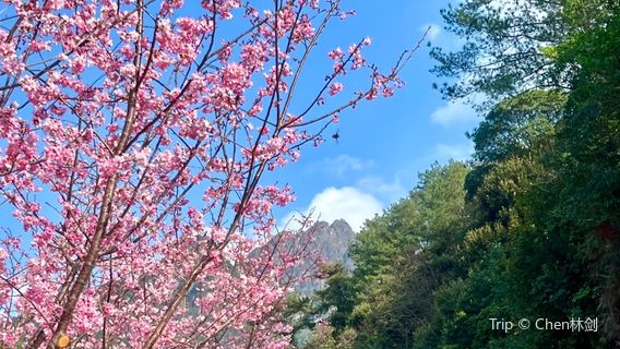 Yinna Mountain Cherry Blossom Garden