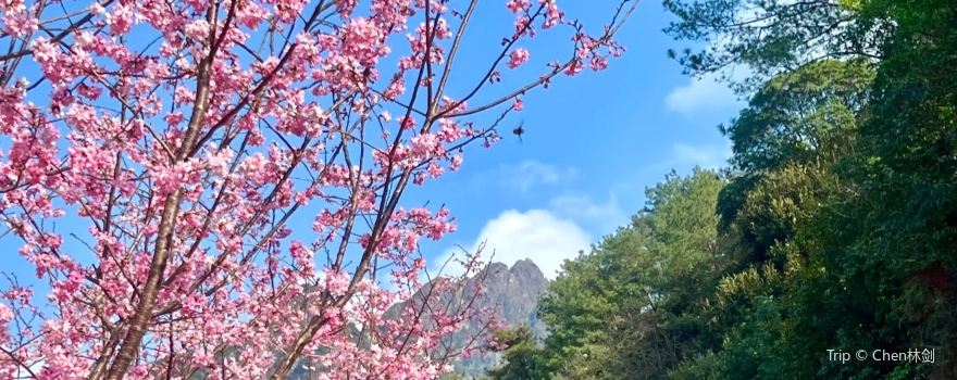 Yinna Mountain Cherry Blossom Garden