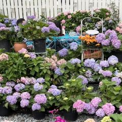 海如的花園張用戶圖片