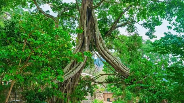 Jingmai Mountain Ancient Tea Forest - Mengben Station