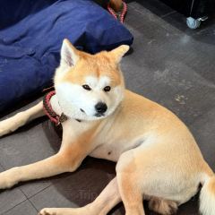 烤包子咖啡屋·洋食 User Photo