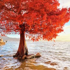 IN MY HEART User Photo