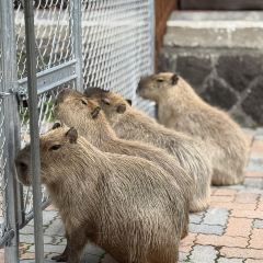 食堂 光張用戶圖片