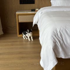 无隐民宿·奇思妙想营 User Photo