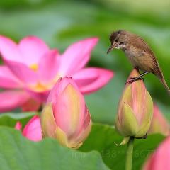 Yijunge (weiduoliya) User Photo