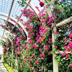 云间花境餐厅 User Photo