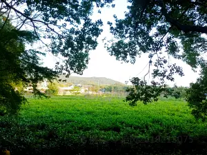 wang shan cha bo yuan