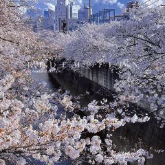 Kandagawa User Photo