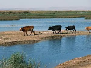 乌梁素海