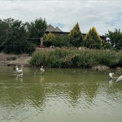 沙湖不夜城 User Photo