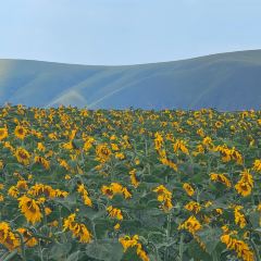 子昱饭店 User Photo