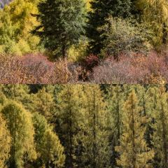 ZA QI ZA BA NIU ZA TANG GUO User Photo