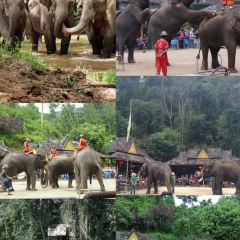 傣景园景颇族绿叶手抓饭 User Photo