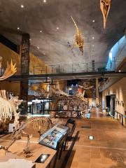 Kitakyushu Museum of Natural History & Human History